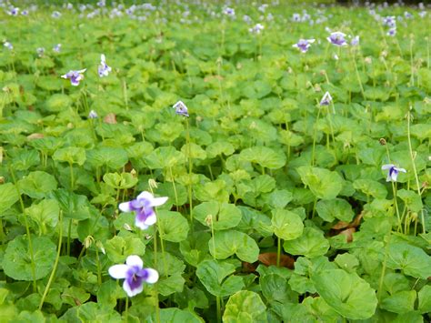 Flowering Ground Covers - Miss Smarty Plants