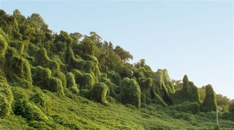 Kudzu hasn't actually taken over millions of acres. These other ...