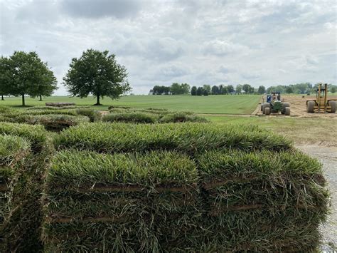 Tall Fescue Blend Sod | Sporting Valley Turf Farms