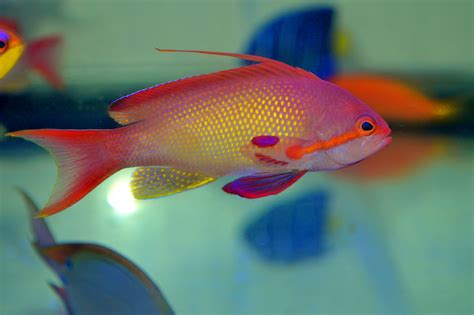 Pseudanthias | Arrecifes de coral, Tipos de peces, Arrecife de coral