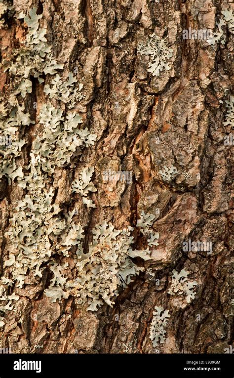 Common Alder Tree Bark Stock Photo - Alamy