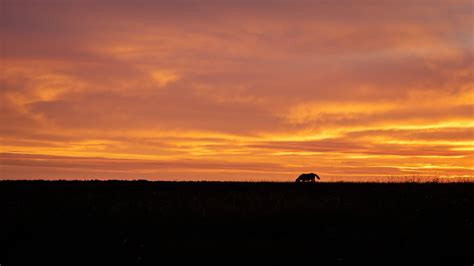 Horse on Meadow at Sunset · Free Stock Photo