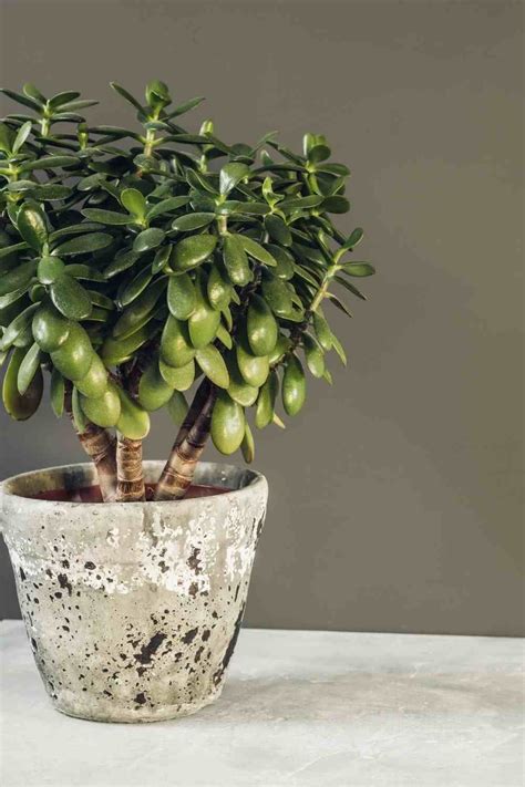 9 Best Houseplants that Produce the Most Oxygen - FreshOAir | Plants ...