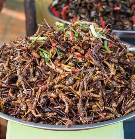 Are crickets and other creepy crawlies the new superfood?