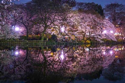 Cherry Blossoms Of Inokashira Park Inokashira Park Stock Photo - Image ...