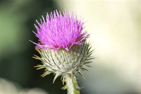 The thistle – Scotland’s national flower | National Trust for Scotland