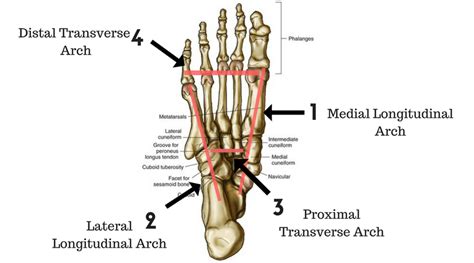 The Arches Of The Foot Longitudinal Transverse TeachMeAnatomy | vlr.eng.br