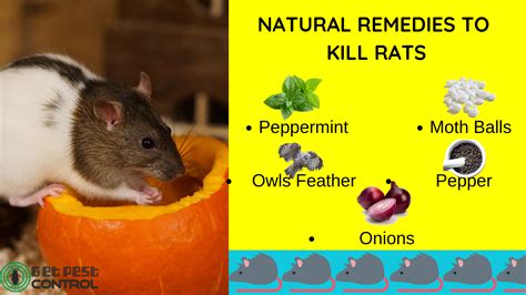 Natural Remedies To Get Rid Of Rats - House for Rent