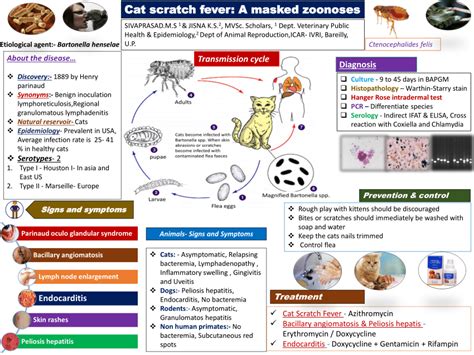 (PDF) Cat scratch fever: A masked zoonoses