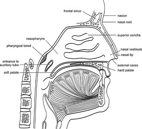 Elements of Morphology: Human Malformation Terminology