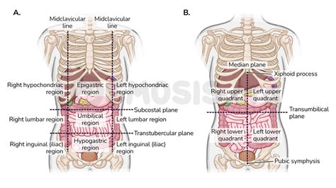 Abdominal Quadrants And Organs