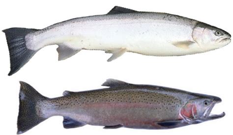 Pacific Salmon / Steelhead Identification and Lifecycle - BC Fishing ...