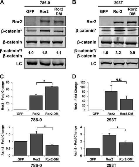 Ror2 activity is required for a poised Wnt signaling state. Immunoblot ...