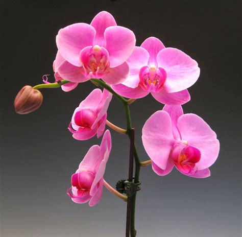 Ten Exquisite Pink Orchid Flowers for Spring | Orchidaceous! Orchid Blog