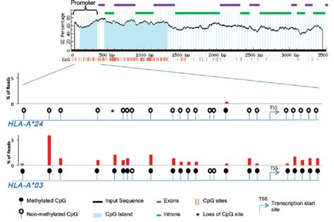 DNA methylation and CpG island locations throughout the HLA-A gene ...