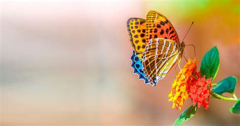 Butterfly 4K Wallpapers - Wallpaper Cave