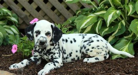 35+ Dalmatian Up For Adoption Image - Bleumoonproductions