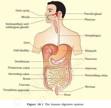 Human Digestive System | Digestive Glands - PMF IAS