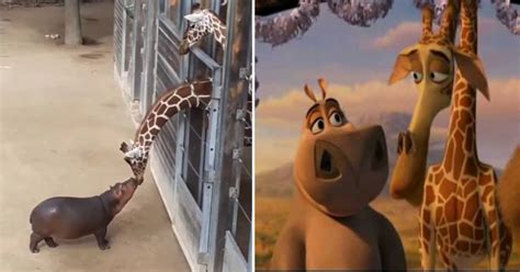 Baby Hippo Meets Giraffe, Recreates Madagascar