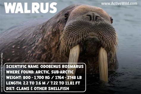 Walrus Facts & Pictures – Discover The Iconic Tusked Arctic Animal