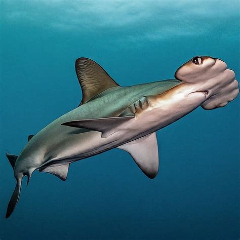 What are Winghead Sharks or Eusphyra blochii? - Shark Truth