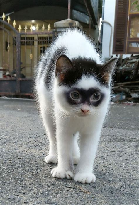 'Zorro' cat makes his mark as a viral sensation on TikTok