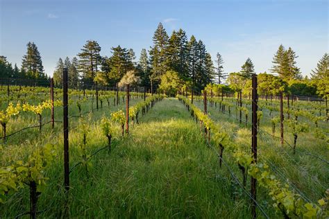 Stuller Vineyard — Bohème Wines