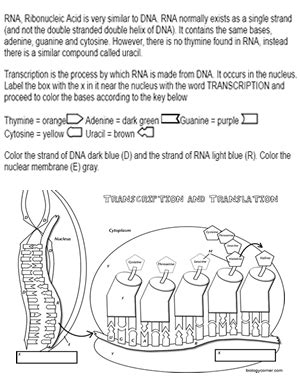 Dna Transcription Coloring Pages