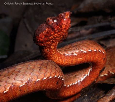 India Gets A New Species of Venomous Pit Viper Snake - India's Endangered