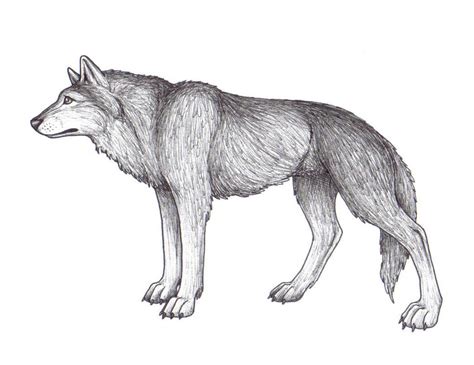 TimberWolf by ChiroOokami on DeviantArt