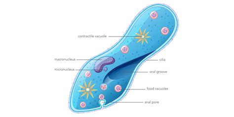 Protozoans - Structure, Classification, Characteristics, Examples ...