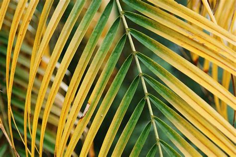 Outdoor Areca Palm Leaves Turning Yellow