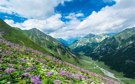 Download Austria Flower Mountain Alps Earth Nature Image