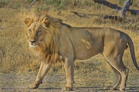 Where Do Lions Live: Lion Habitat - Science Trends