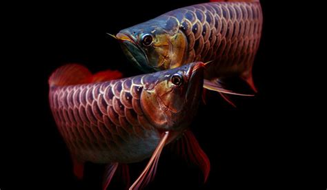 Black Arowana Vs Silver Arowana