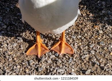 Webbed Orange Duck Feet Stock Photo 1211184109 | Shutterstock