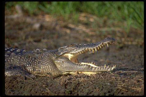 Crocodylus porosus | The Reptile Database