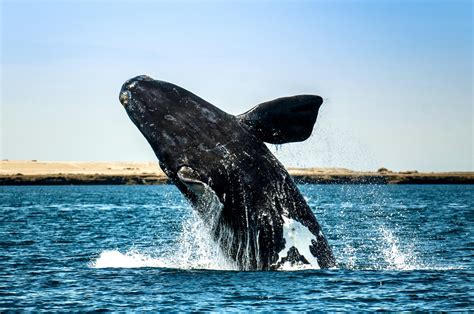 The North Atlantic Right Whale Is Now Ranked As Critically Endangered ...