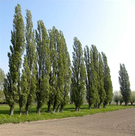 Populus nigra 'Italica' | Erica Garden