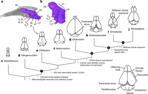 Brain endocast in Cifelliodon and other mammaliamorphs a, b, Endocast ...