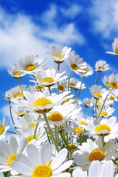 Free download daisy iPhone wallpaper background iPhone backgrounds ...