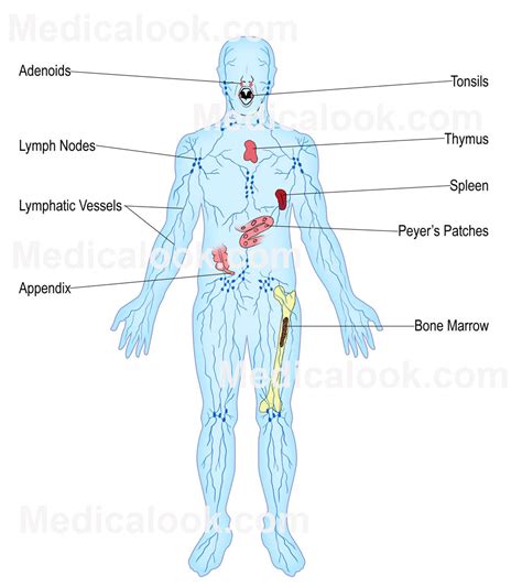 Lymphatic System | Functional Medicine | Coast Chiropractic Clinic Hove