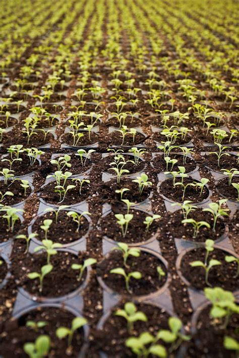 When to Start Planting Seeds Indoors: Your Guide to A Successful ...