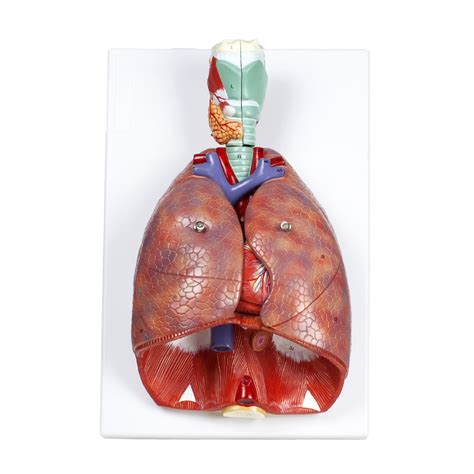 VAR427 Human Respiratory System - Respiratory System - Anatomical Models