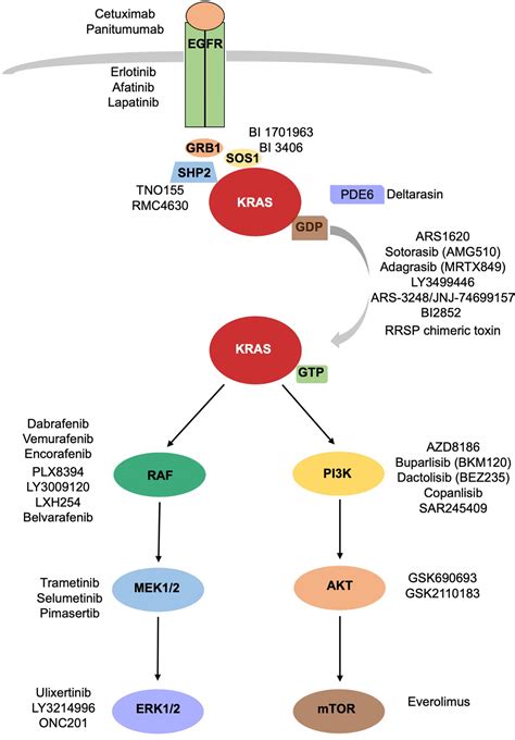 Frontiers | Targeting KRAS: The Elephant in the Room of Epithelial Cancers