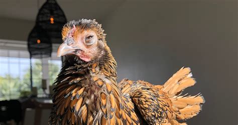 3 Exceptionally Vain Habits Of My Pet Chicken | by Ashley Zebro ...