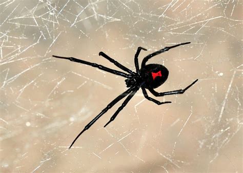 Vegan Ethics and the Case for Black Widow Spiders – Corey Lee Wrenn, Ph.D.