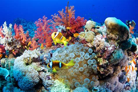 Types, Functions, and Conservation of Coral Reefs