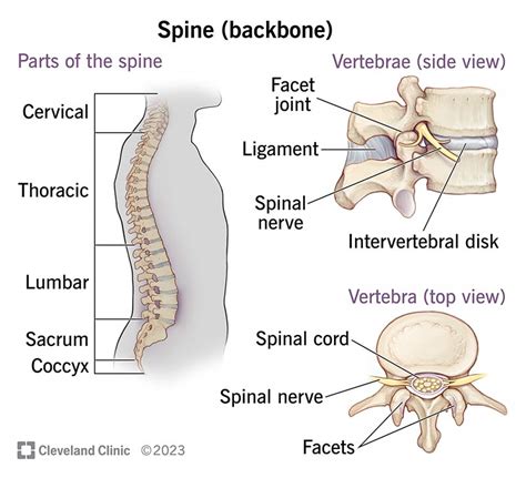 Sacral Vertebrae Diagram