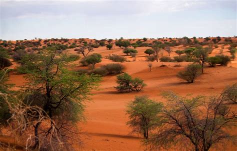 The Kalahari Desert